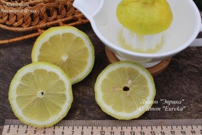 C. limon Eureka